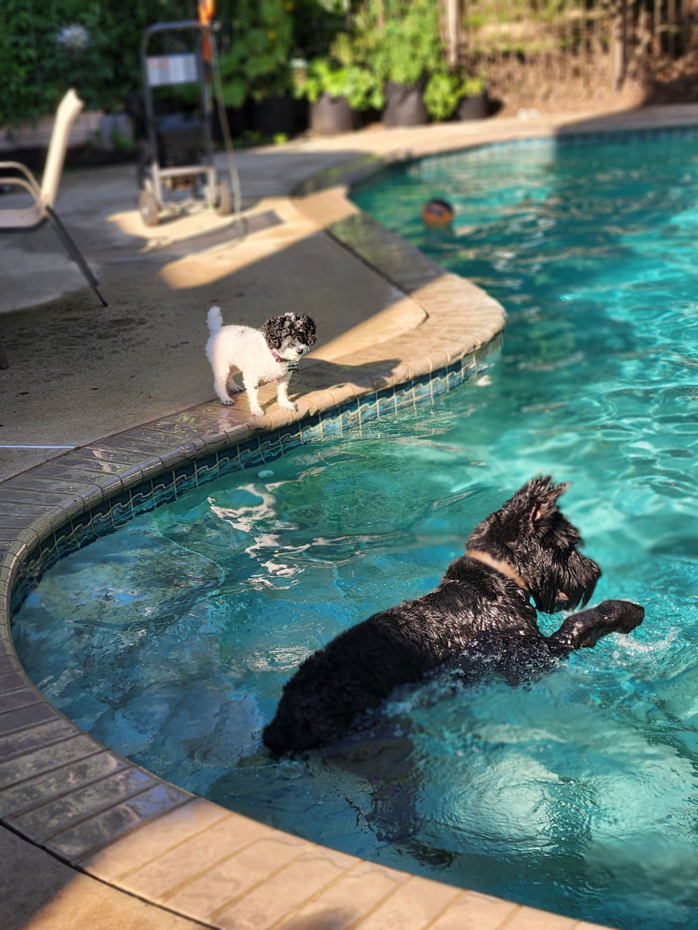 Bailey-and-Harvey-living-the-good-life