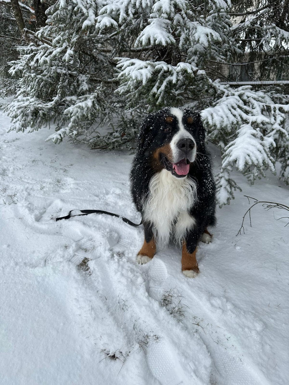 Barb's-Granddog-Bernie-is-a-sweet-rascal-too