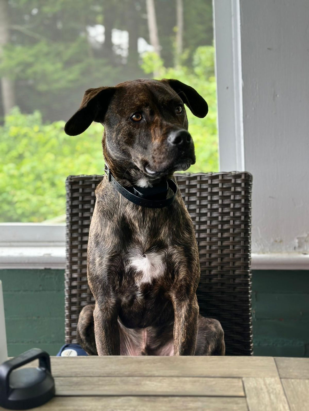 Barb's-Granddog-Hank-is-a-sweetie