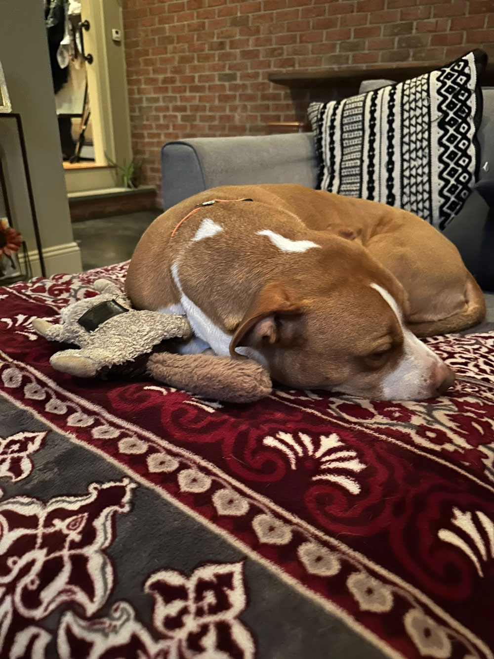 Barb's-granddog-Millie-taking-it-easy