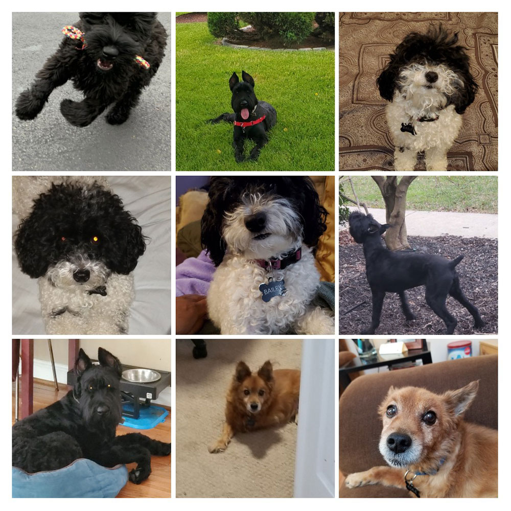 Gary's-Pups-(he-couldn't-pick-just-one,-obviously)