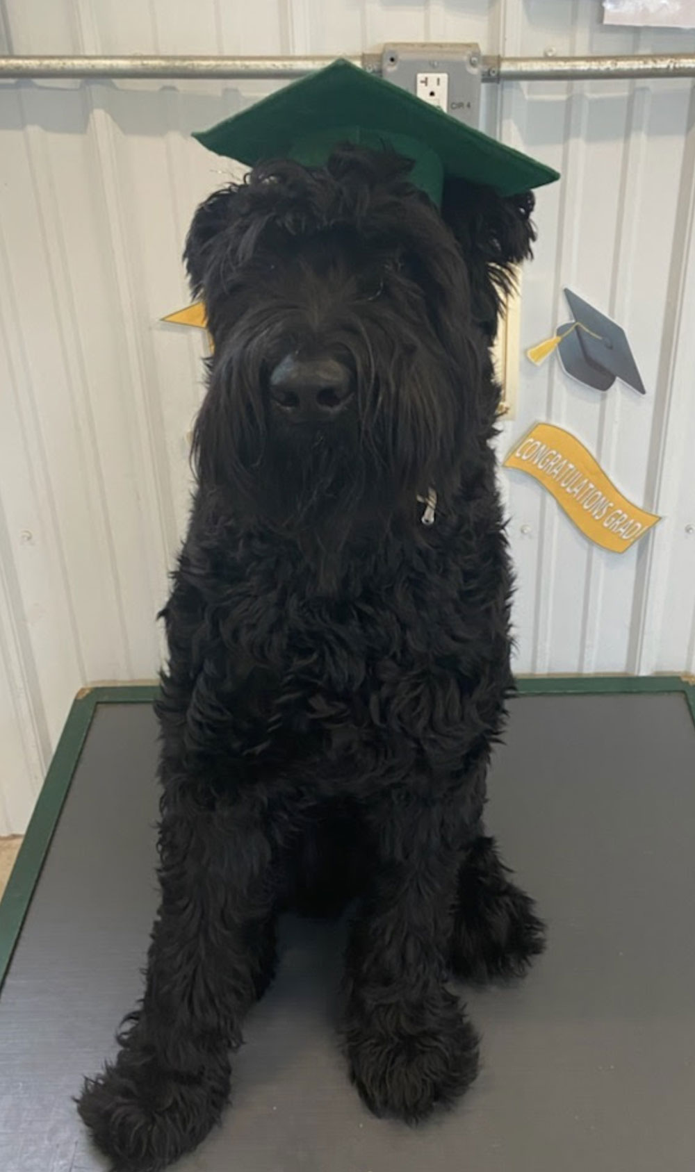 Harvey-the-distinguished-Grad