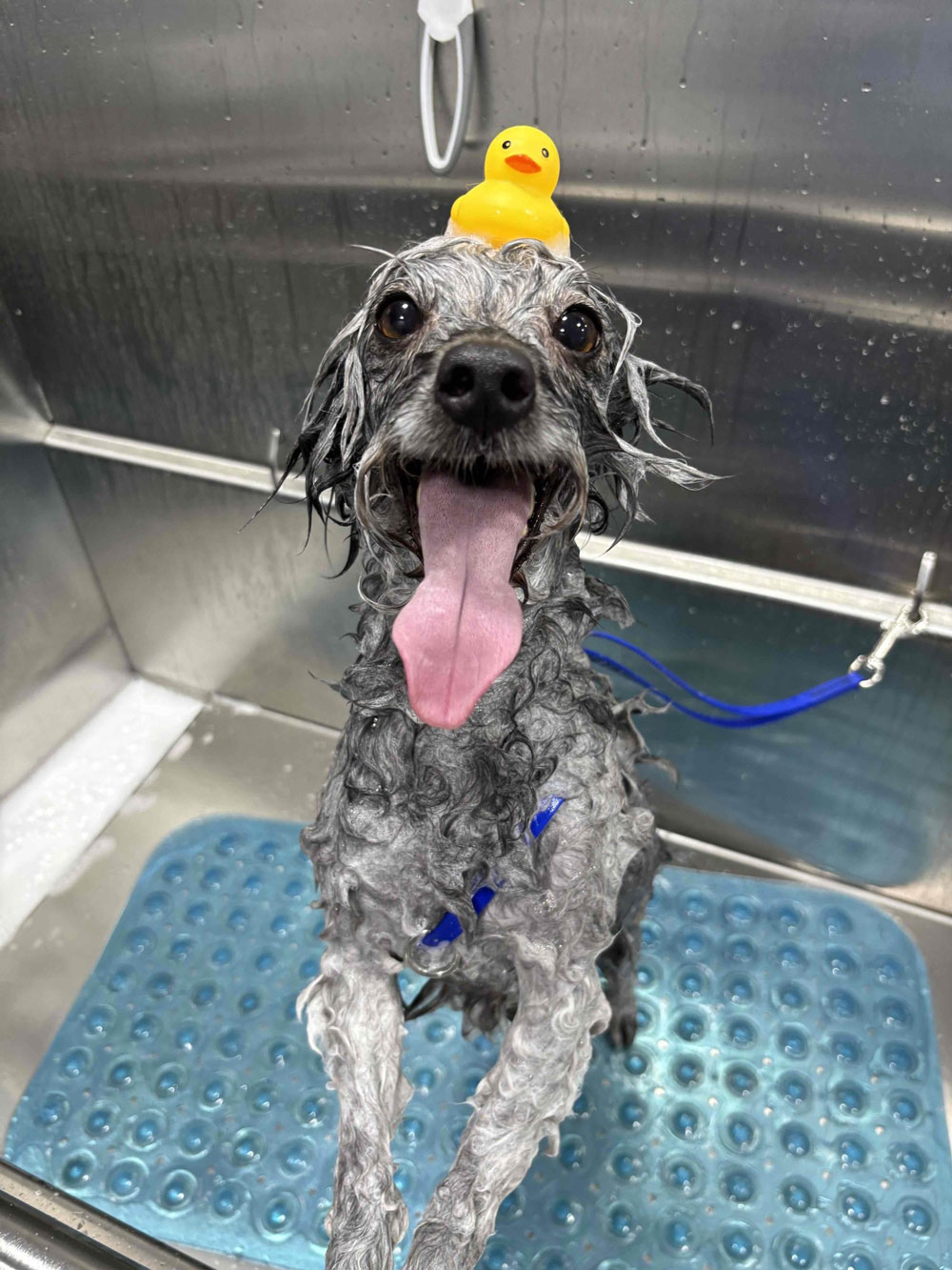 Minnie-bathing-with-her-ducky
